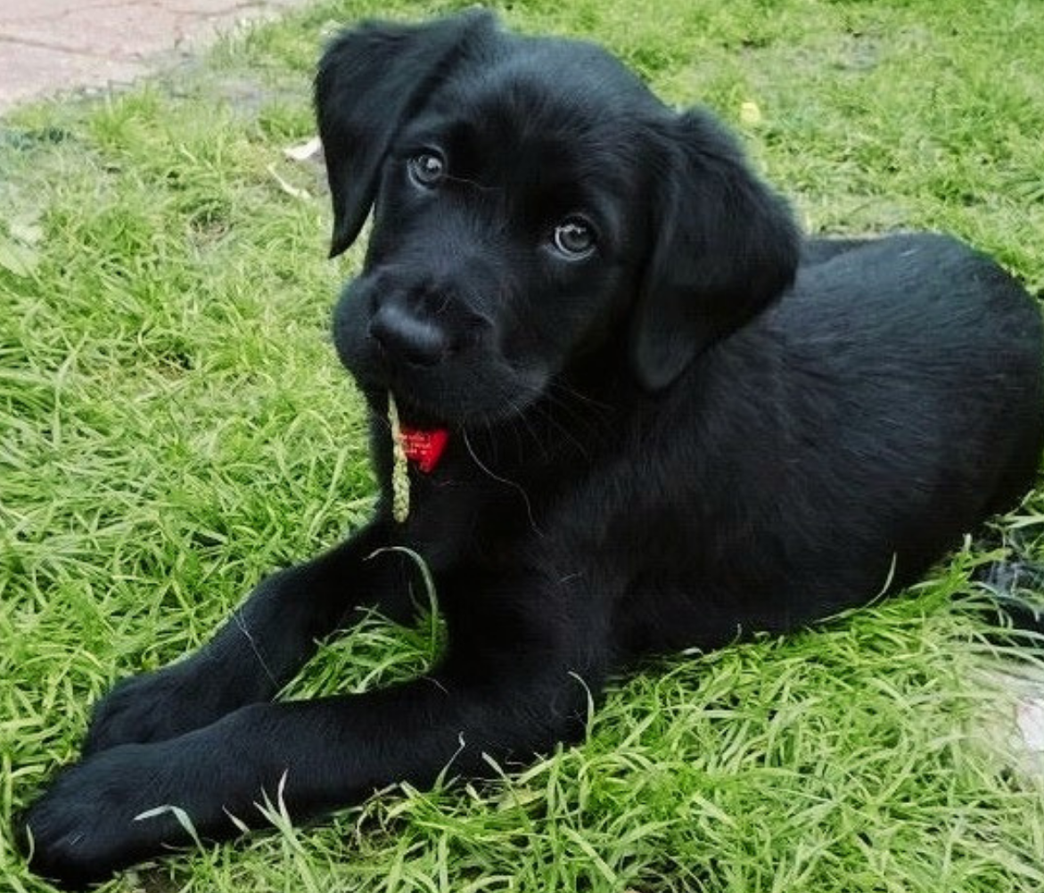 Piper at her Puppy Parents house